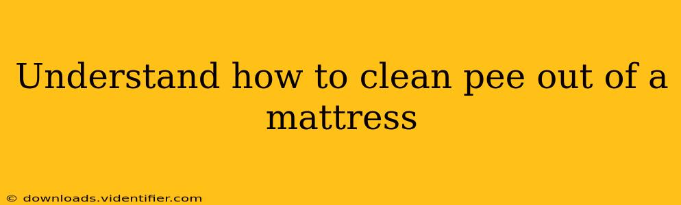 Understand how to clean pee out of a mattress